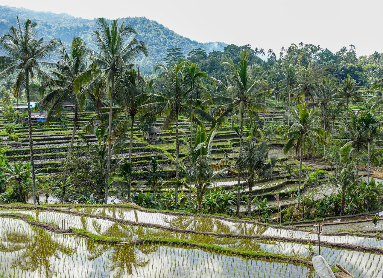 Stunning lush green rice terraces in Bali, Indonesia — Tegallalang