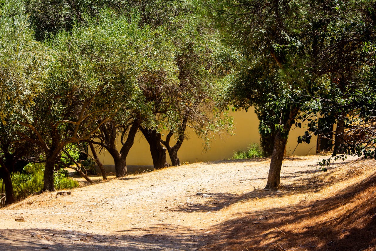Sunlit pathway through Mediterranean olive grove — Cyprus Troodos foothills
