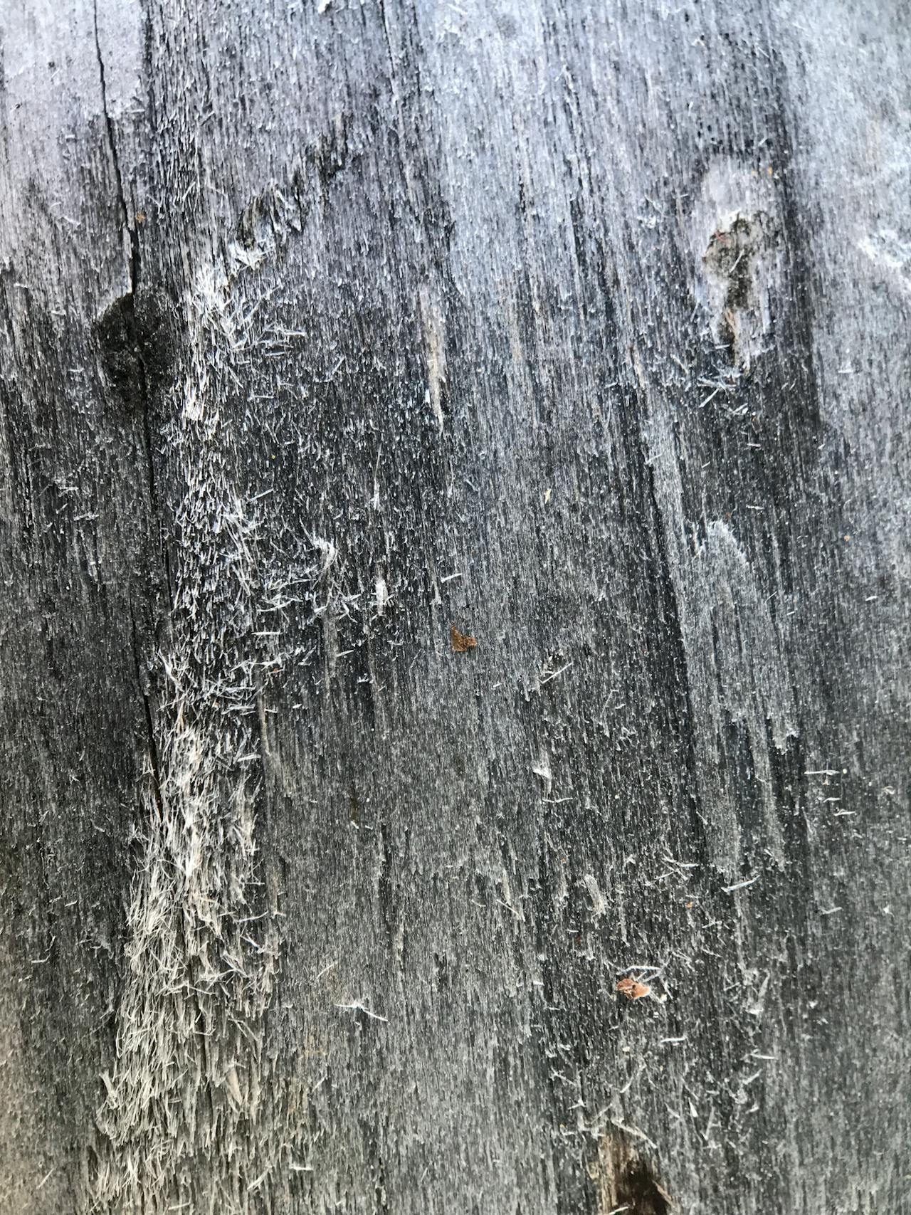 Natural wood grain texture — sustainable timber for luxury villa construction